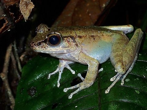 Frog - Meristogenys sp.  Frog,Malaysia,Meristogenys,Meristogenys sp,Sabah