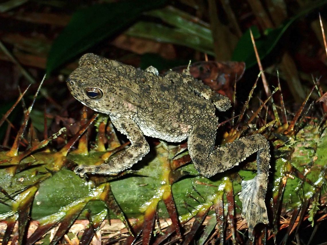 Sitting on Spines! Borneo River Toad - Phrynoidis juxtasper Borneo River Toad,Malaysia,Phrynoidis juxtasper,River Toad,Sabah,Toad