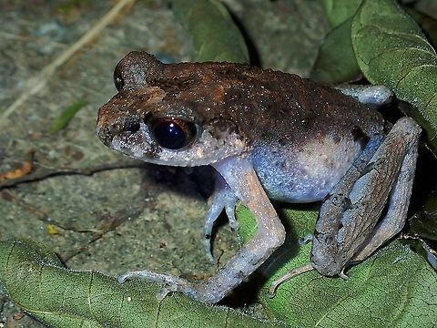 Asian Toad - Leptobrachium sp.  Asian Toad,Leptobrachium,Leptobrachium sp,Malaysia,Sabah,Toad