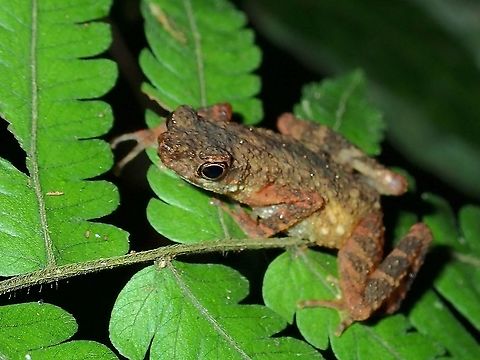 Stream Toad - Ansonia sp.  Ansonia,Ansonia sp,Malaysia,Sabah,Stream Toad,Toad