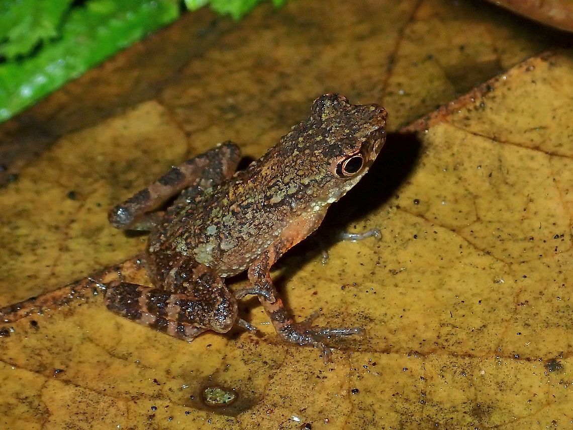 Stream Toad - Ansonia sp.  Ansonia,Ansonia sp,Malaysia,Sabah,Stream Toad