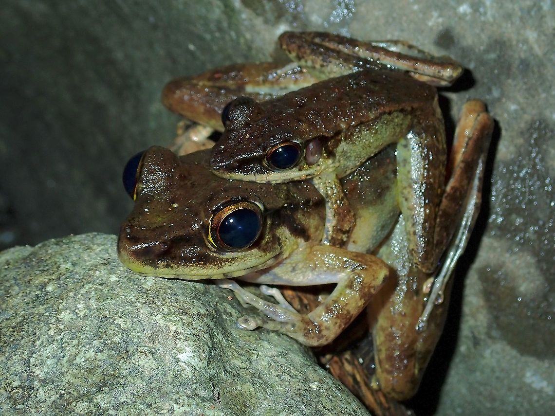 He aint heavy, he's my Lover! Frog from the genus - Meristogenys. Frog,Malaysia,Meristogenys,Meristogenys sp,Sabah
