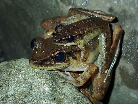 He aint heavy, he's my Lover! Frog from the genus - Meristogenys. Frog,Malaysia,Meristogenys,Meristogenys sp,Sabah