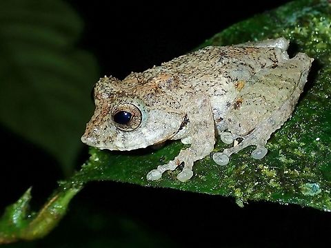 Shrub Frog - Kurixalus chaseni  Frilled Tree Frog,Frog,Kurixalus chaseni,Malaysia,Sabah,Shrub Frog