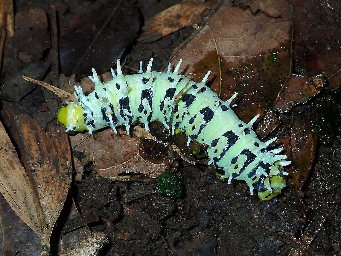 Caterpillar - Saturniidae Caterpillar of Moth from the family of Saturniidae. Caterpillar,Malaysia,Moth,Sabah,Saturniidae