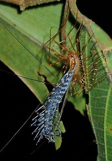 New Dress in Blue! Freshly moulted Scutigera coleoptrata, skin is bluish but will turns to brown once the colours stabilises. House Centipede,Malaysia,Sabah,Scutigera coleoptrata