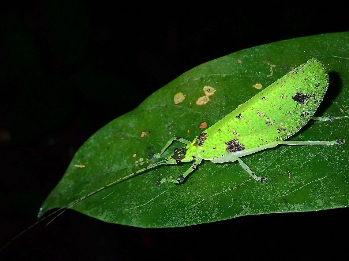 Katydid - Lacipoda immunda  Katydid,Lacipoda immunda,Malaysia,Sabah