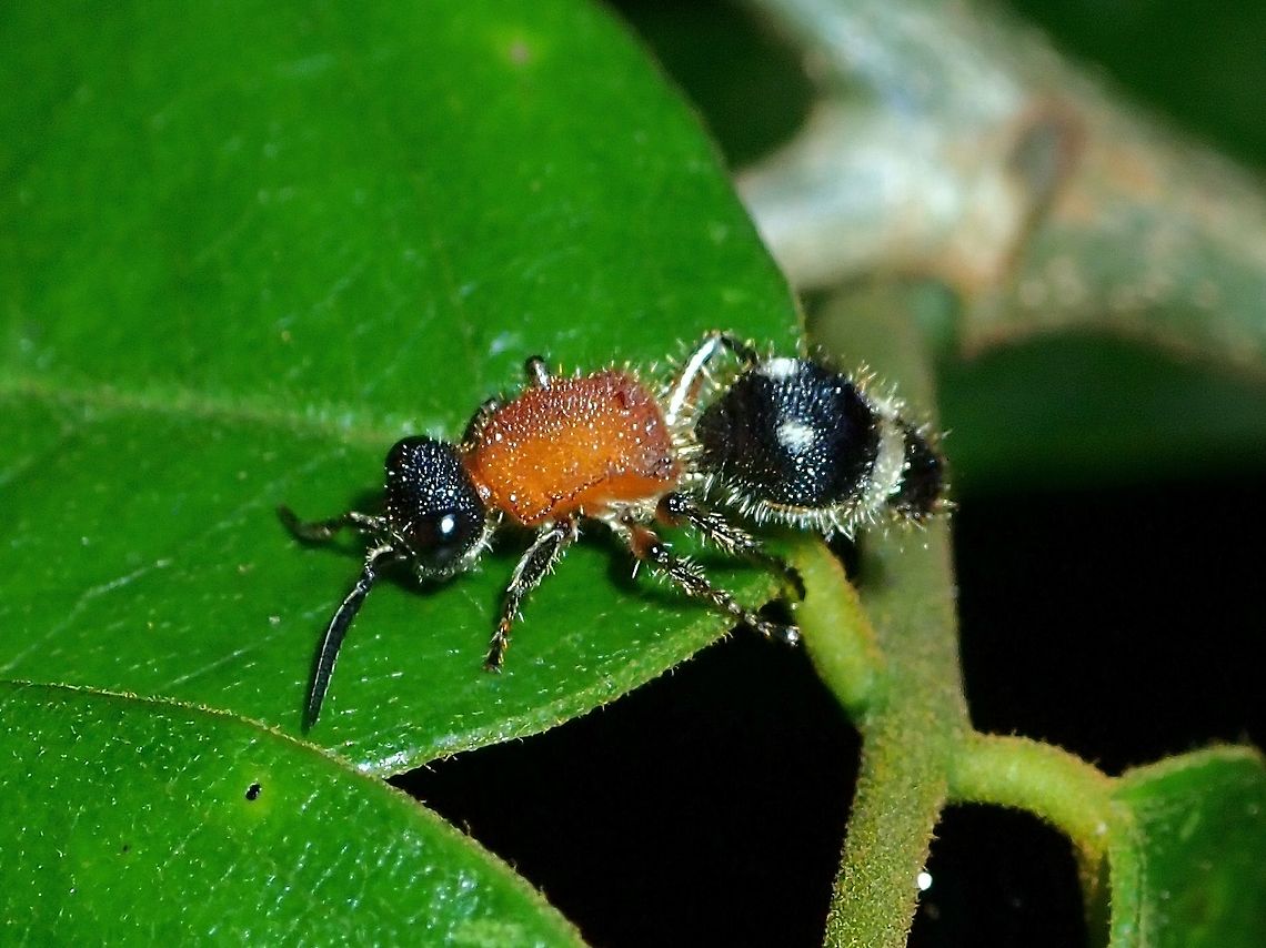 Velvet Ant Velvet Ant<br />
Tribe : Trogaspidiini Malaysia,Sabah,Trogaspidiini,Velvet Ant