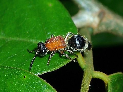 Velvet Ant Velvet Ant
Tribe : Trogaspidiini Malaysia,Sabah,Trogaspidiini,Velvet Ant