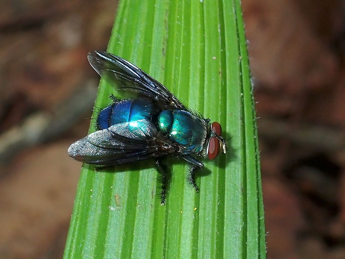 Shitty name Oriental Latrine Fly - Chrysomya megacephala Chrysomya megacephala,Fly,Malaysia,Oriental Latrine Fly,Sabah