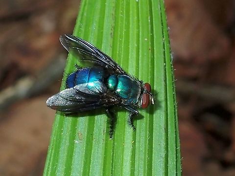 Shitty name Oriental Latrine Fly - Chrysomya megacephala Chrysomya megacephala,Fly,Malaysia,Oriental Latrine Fly,Sabah
