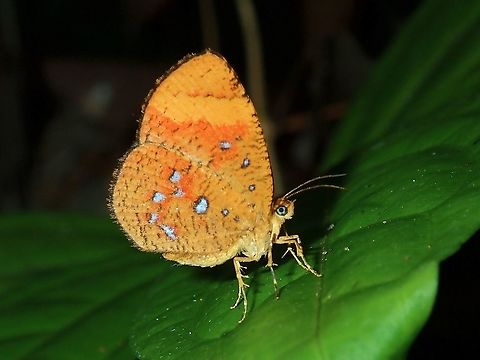 Butterfly - Callidula attenuata  Butterfly,Callidula attenuata,Malaysia,Sabah