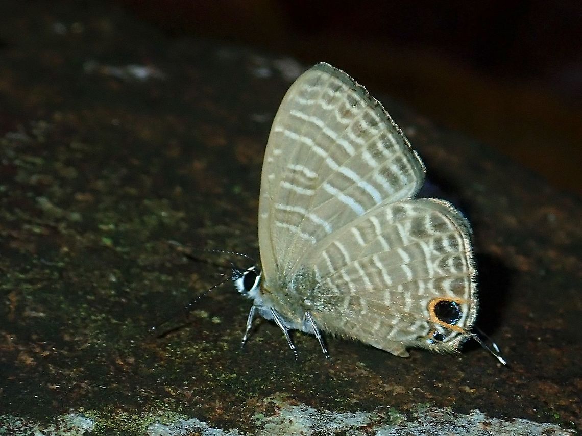 Butterfly - Nacaduba sp.  Butterfly,Malaysia,Nacaduba,Nacaduba sp,Sabah
