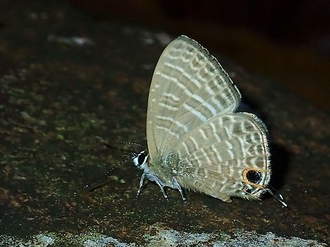 Butterfly - Nacaduba sp.  Butterfly,Malaysia,Nacaduba,Nacaduba sp,Sabah
