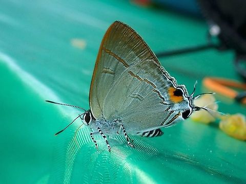 Common Tit - Hypolycaena erylus  Butterfly,Common Tit,Hypolycaena erylus,Malaysia,Sabah