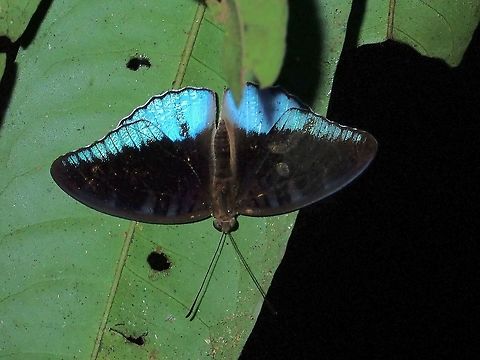 Archduke - Lexias sp.  Archduke,Butterfly,Lexias,Lexias sp,Malaysia,Sabah