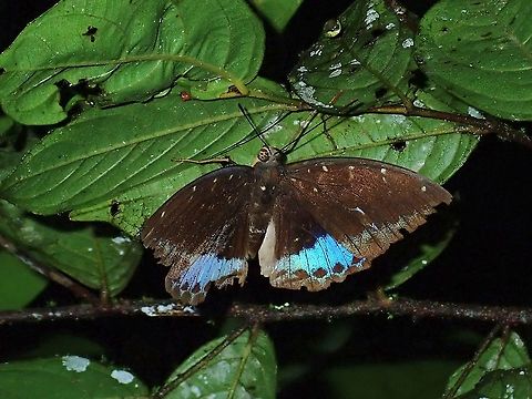 Archduke - Lexias sp.  Archduke,Butterfly,Lexias,Lexias sp,Malaysia,Sabah