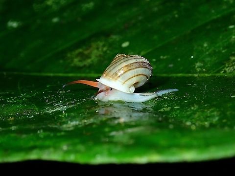 Peeking Land Snail - Leptopoma sericatum Land Snail,Leptopoma sericatum,Malaysia,Sabah,Snail