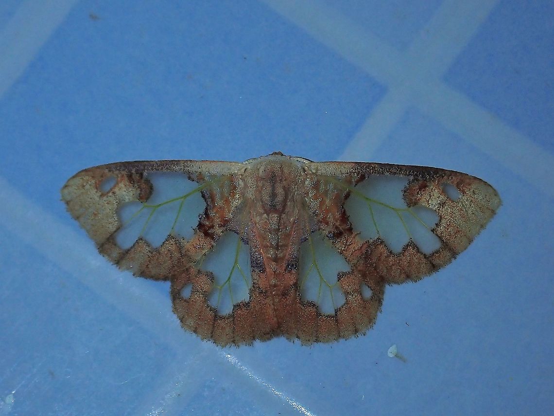 Tussock Moth - Carriola ecnomoda  Carriola ecnomoda,Malaysia,Moth,Sabah,Tussock Moth