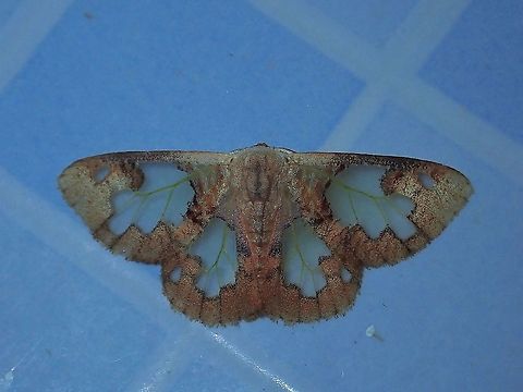 Tussock Moth - Carriola ecnomoda  Carriola ecnomoda,Malaysia,Moth,Sabah,Tussock Moth