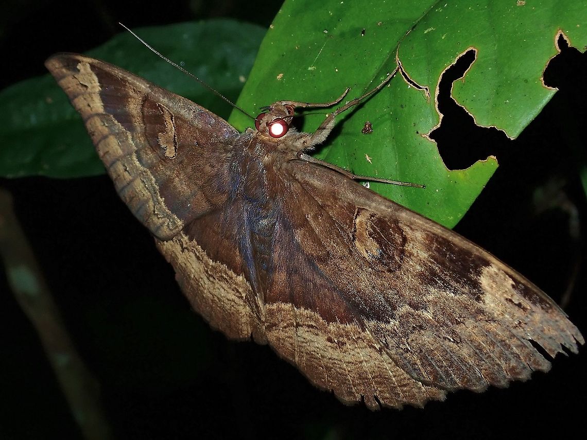 Moth - Erebus caprimulgus  Erebus caprimulgus,Malaysia,Moth,Sabah