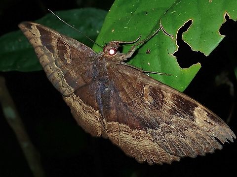 Moth - Erebus caprimulgus  Erebus caprimulgus,Malaysia,Moth,Sabah