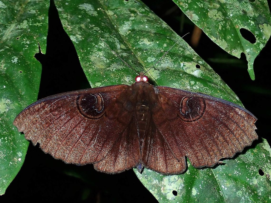 Moth - Erebus caprimulgus  Erebus caprimulgus,Malaysia,Moth,Sabah