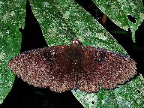 Moth - Erebus caprimulgus  Erebus caprimulgus,Malaysia,Moth,Sabah