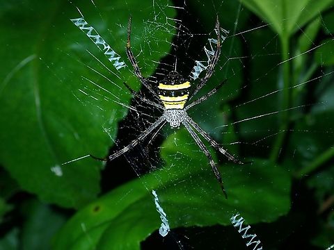 Multi-coloured Saint Andrew's Cross Spider - Argiope versicolor  Argiope versicolor,Malaysia,Multi-coloured Saint Andrew's Cross Spider,Sabah,Spider