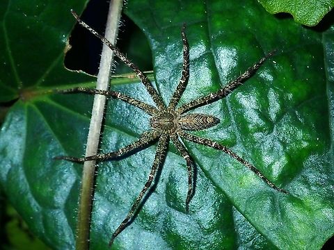 Lichen Huntsman Spider - Heteropoda boiei  Heteropoda boiei,Lichen Huntsman Spider,Malaysia,Sabah,Spider
