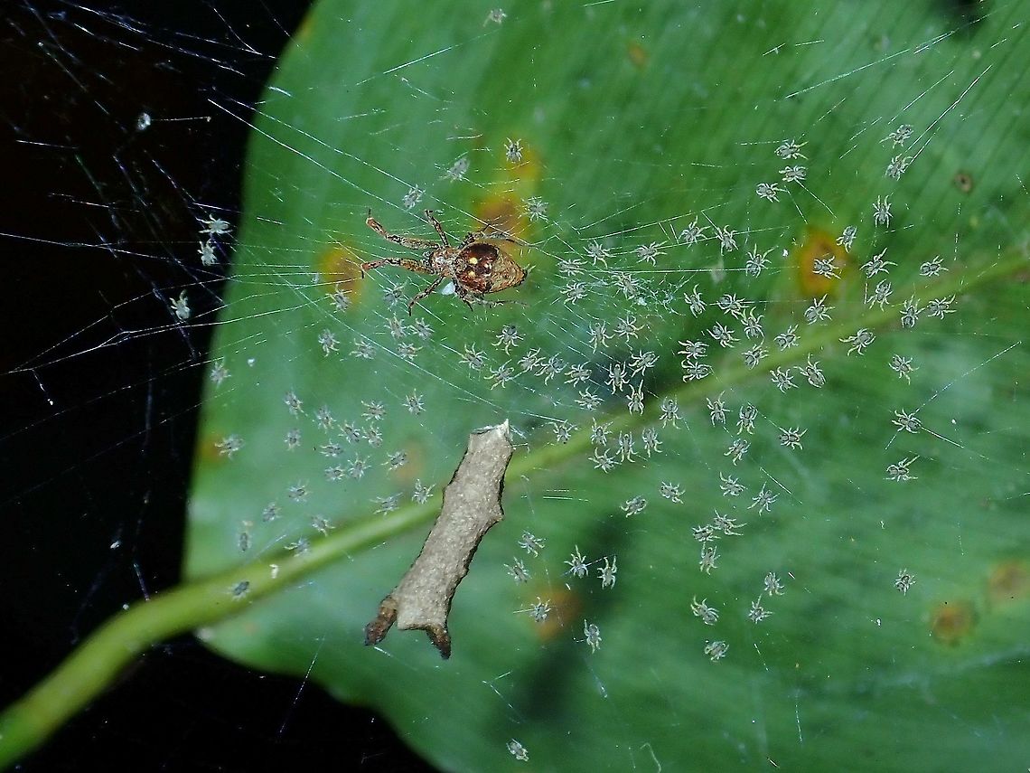 Mama Spider & Babies Hackled Orbweaver Spider from the family of Uloboridae. Hackled Orbweaver,Malaysia,Sabah,Spider,Uloboridae