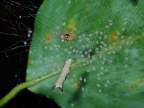Mama Spider & Babies Hackled Orbweaver Spider from the family of Uloboridae. Hackled Orbweaver,Malaysia,Sabah,Spider,Uloboridae
