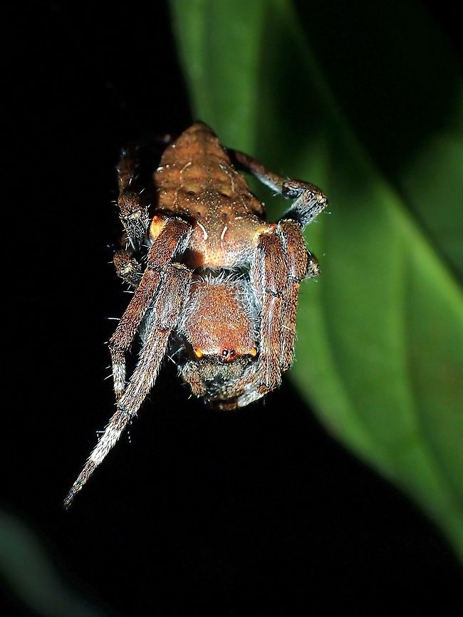 Abandoned-web Orb-Weaver Spider - Parawixia dehaani  Abandoned-web orb-weaver,Malaysia,Orb-Weaver Spider,Parawixia dehaani,Sabah,Spider