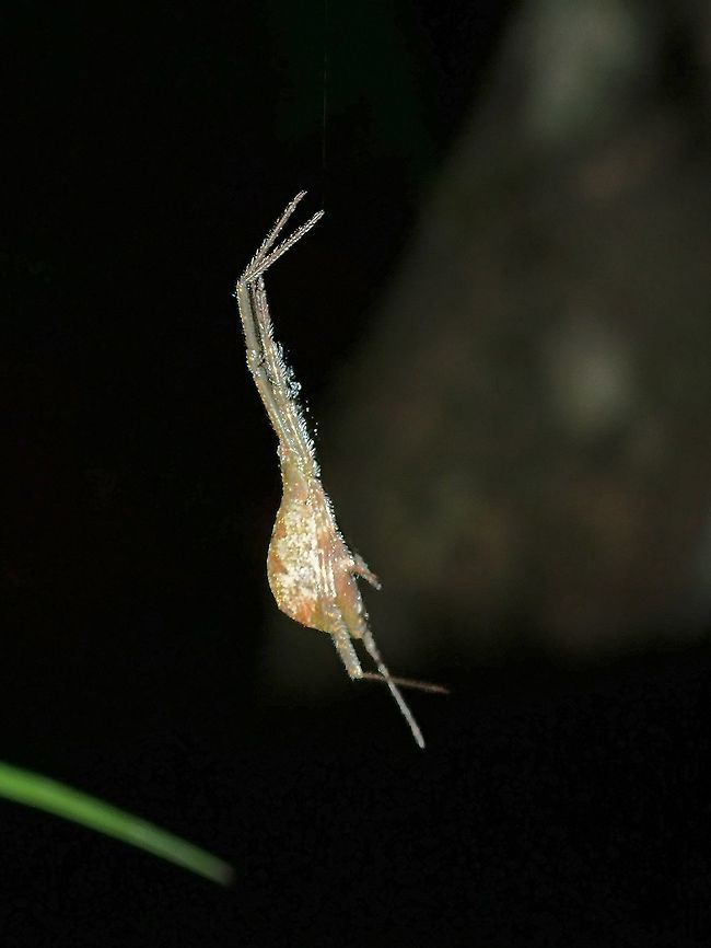 Square-ended Cobweb Spider - Episinus sp.  Episinus,Episinus sp,Malaysia,Sabah,Spider,Square-ended Cobweb Spider