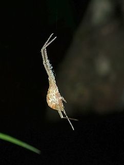 Square-ended Cobweb Spider - Episinus sp.  Episinus,Episinus sp,Malaysia,Sabah,Spider,Square-ended Cobweb Spider