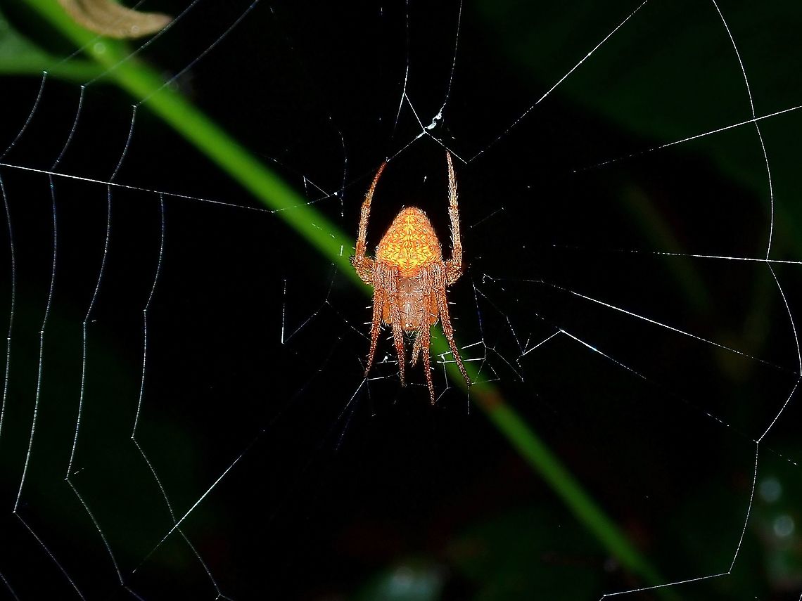 Spotted Orbweaver Spider - Neoscona sp.  Malaysia,Neoscona,Neoscona sp,Sabah,Spider,Spotted Orbweaver Spider