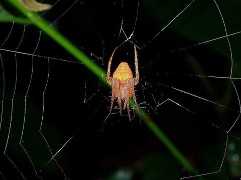 Spotted Orbweaver Spider - Neoscona sp.  Malaysia,Neoscona,Neoscona sp,Sabah,Spider,Spotted Orbweaver Spider
