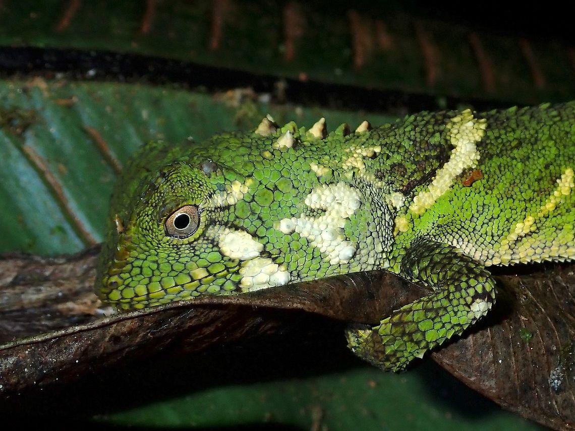 Sabah Eyebrow Lizard - Pelturagonia borneensis When I first saw this Lizard, I had thought its just one of those Lizard that I have seen many times, fortunately I did took a few pics of it.  Turned out this one was different with a spines behind its neck. Eyebrow Lizard,Lizard,Malaysia,Pelturagonia borneensis,Sabah,Sabah Eyebrow Lizard