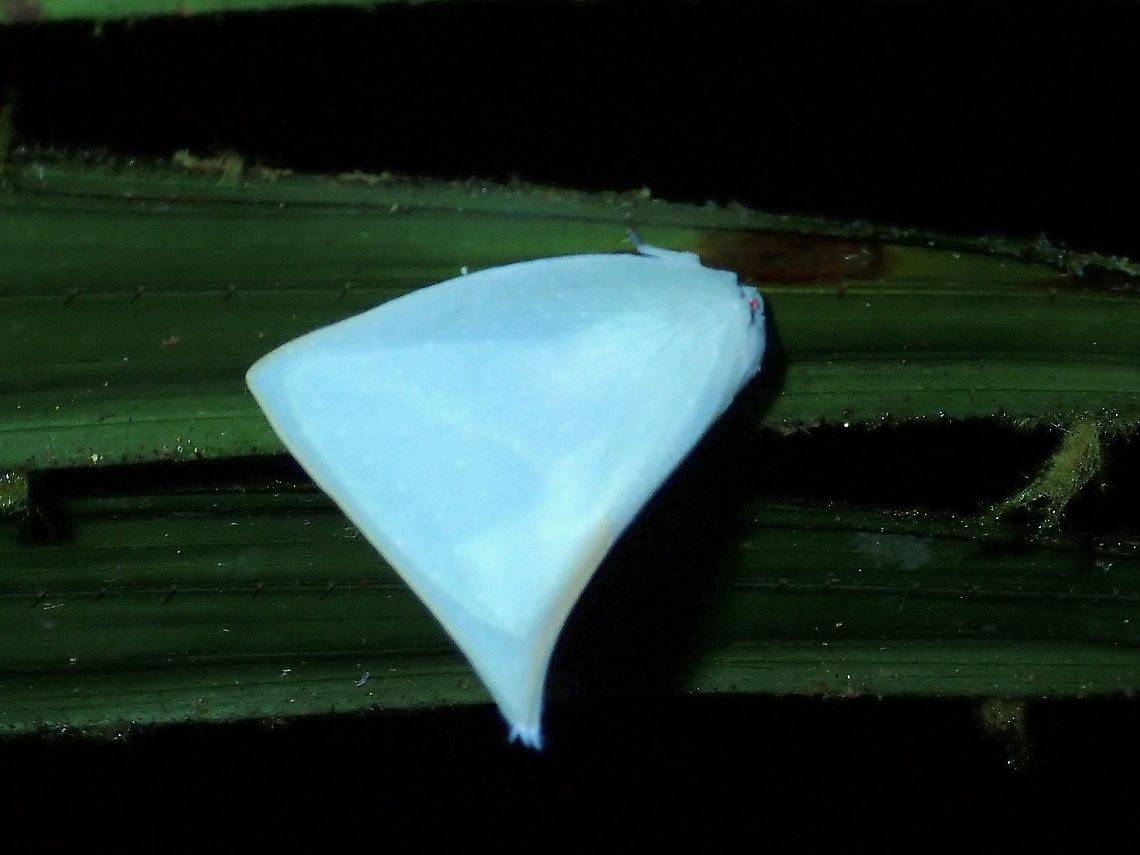 Flatid Planthopper - Lawana optata  Flatid Planthopper,Hopper,Lawana optata,Malaysia,Planthopper,Sabah