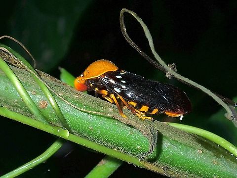 Froghopper - Suracarta tricolor  Froghopper,Hopper,Malaysia,Sabah,Suracarta tricolor