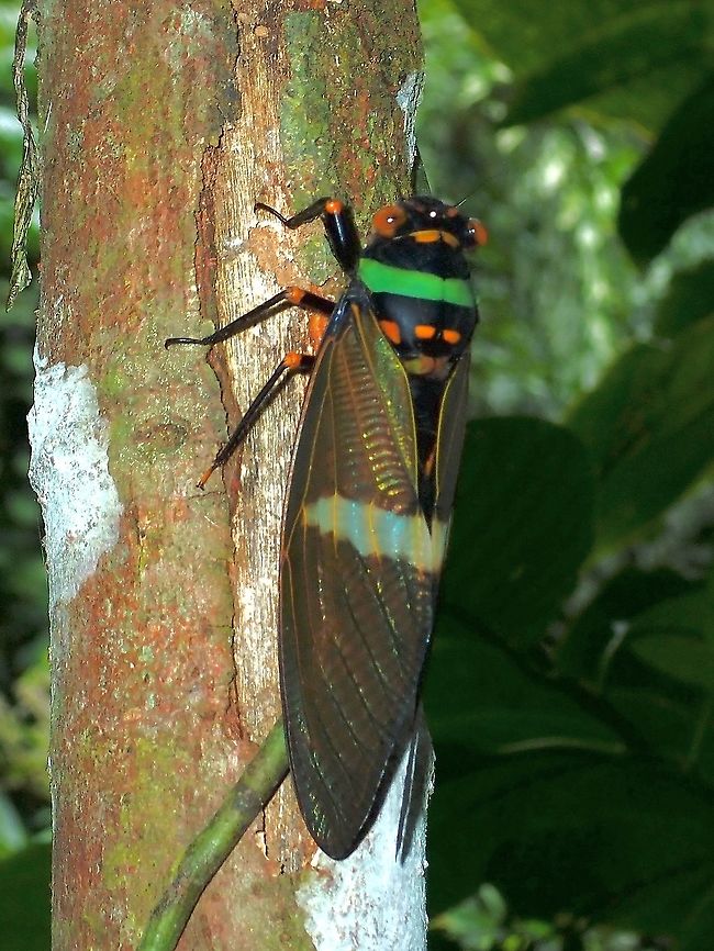 Colourful Cicada - Tosena fasciata This Cicada was making loud sound when we saw it and continue to make the noise as we took pics and videos of it. Cicada,Malaysia,Sabah,Tosena fasciata