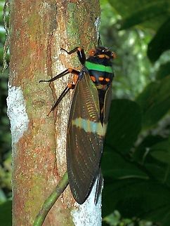 Colourful Cicada - Tosena fasciata This Cicada was making loud sound when we saw it and continue to make the noise as we took pics and videos of it. Cicada,Malaysia,Sabah,Tosena fasciata