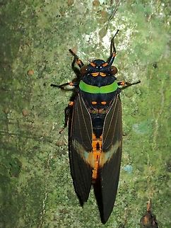 One Big & One Small, Wings Same Cicada as previous observation, from this angle, can see that its wings are of different size. Cicada,Malaysia,Sabah,Tosena fasciata
