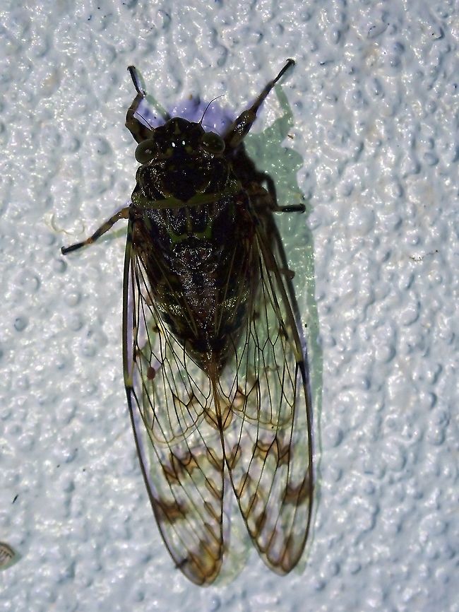 Cicada - Platylomia spinosa  Cicada,Malaysia,Platylomia spinosa,Sabah
