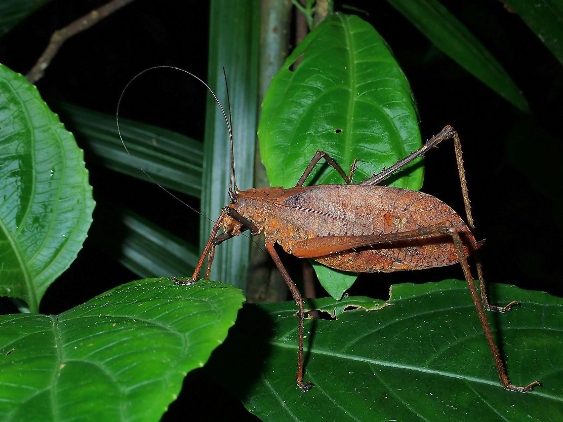 Katydid - Characta kinabaluensis Seems like this Characta kinabaluensis Katydid is not much documented, based on its name, I gather it was named after the locality - Mt. Kinabalu.<br />
<br />
Pic ref :<br />
<br />
https://data.nhm.ac.uk/dataset/collection-specimens/resource/05ff2255-c38a-40c9-b657-4ccb55ab2feb?view_id=6ba121d1-da26-4ee1-81fa-7da11e68f68e&amp;filters=continent:Asia|gbifIssue:COORDINATE_ROUNDED|typeStatus:holotype|family:tettigoniidae Characta kinabaluensis,Katydid,Malaysia,Sabah