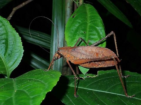 Katydid - Characta kinabaluensis Seems like this Characta kinabaluensis Katydid is not much documented, based on its name, I gather it was named after the locality - Mt. Kinabalu.

Pic ref :

https://data.nhm.ac.uk/dataset/collection-specimens/resource/05ff2255-c38a-40c9-b657-4ccb55ab2feb?view_id=6ba121d1-da26-4ee1-81fa-7da11e68f68e&filters=continent:Asia|gbifIssue:COORDINATE_ROUNDED|typeStatus:holotype|family:tettigoniidae Characta kinabaluensis,Katydid,Malaysia,Sabah