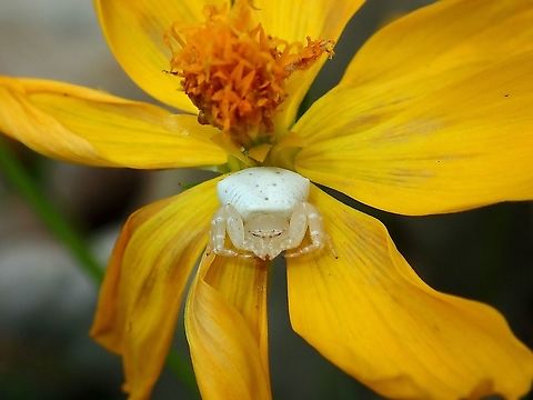 White crab spider