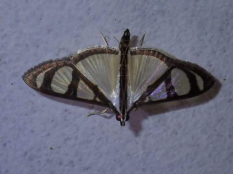 Moth - Glyphodes quadrimaculalis  Glyphodes quadrimaculalis,Malaysia,Moth,Sabah