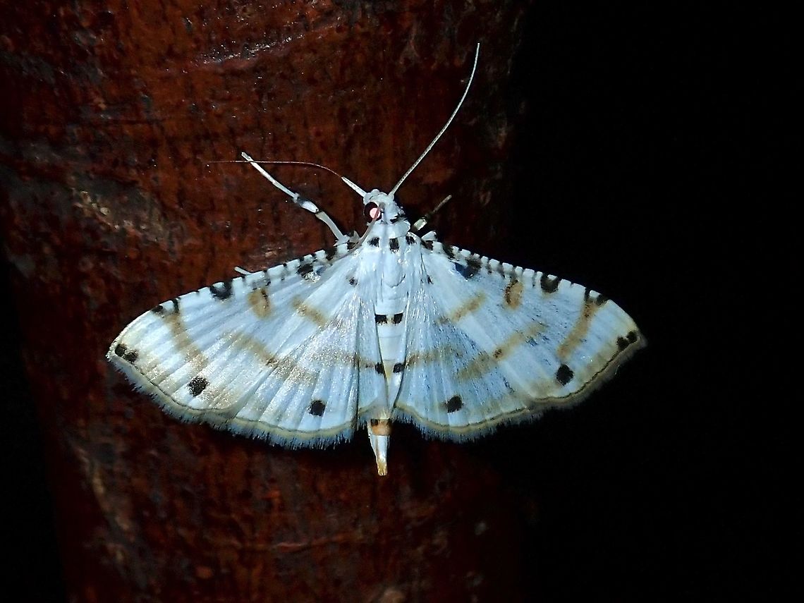 Moth - Pycnarmon cribrata  Malaysia,Moth,Pycnarmon cribrata,Sabah