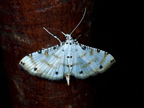 Moth - Pycnarmon cribrata  Malaysia,Moth,Pycnarmon cribrata,Sabah